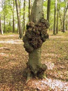 Wasseradern selber finden: Baumwucherungen sind ein typischer Hinweis auf Wasseradern oder Erdstrahlen anderer Art Photo: http://www.edelsteinschule.de