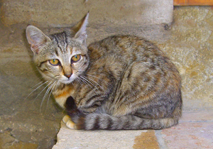 Katzen lieben Erdstrahlen und Wasseradern