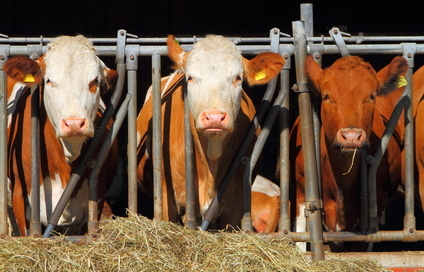 Boxenhaltung: Die Kälber können der Strahlung von Handymasten nicht ausweichen