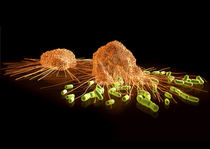 Streptokokken auf der Flucht vor gefräßigen Makrophagen, die diese zu umschließen trachten, um sie in sich aufzunehmen ( Phagozytose ).