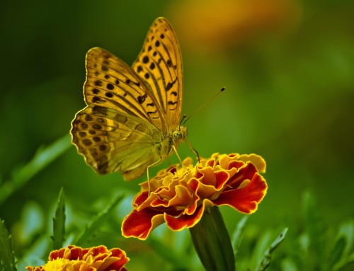 5G-Mobilfunknetz als Gefahr für Mensch und Natur