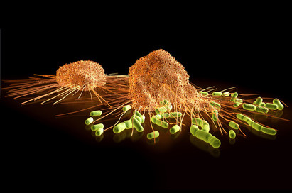 Streptokokken auf der Flucht vor gefräßigen Makrophagen, die diese zu umschließen trachten, um sie in sich aufzunehmen ( Phagozytose ).